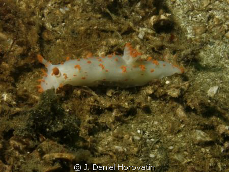 Clown Dorid taken with Olympus C-7070 in Olympus PT-027 h... by J. Daniel Horovatin 