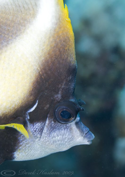 Red sea bannerfish. D3, 105mm. by Derek Haslam 