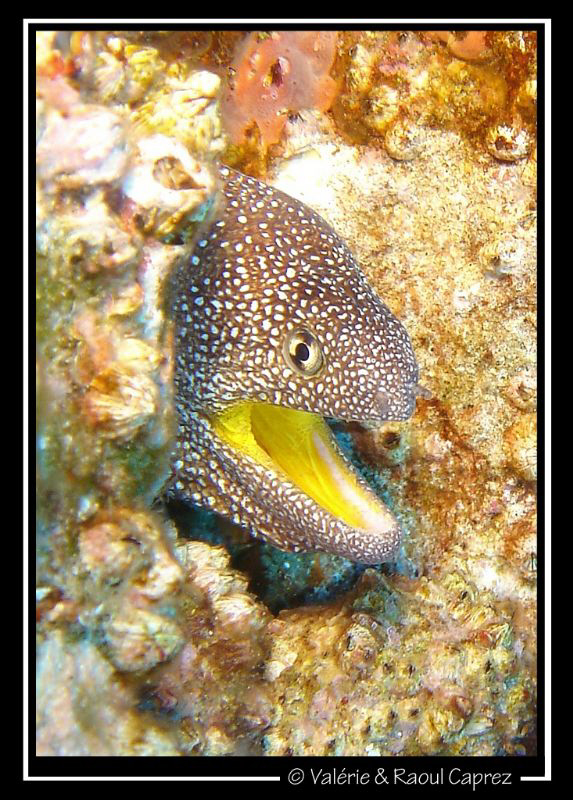 Picture taken with a Sony T33. by Raoul Caprez 