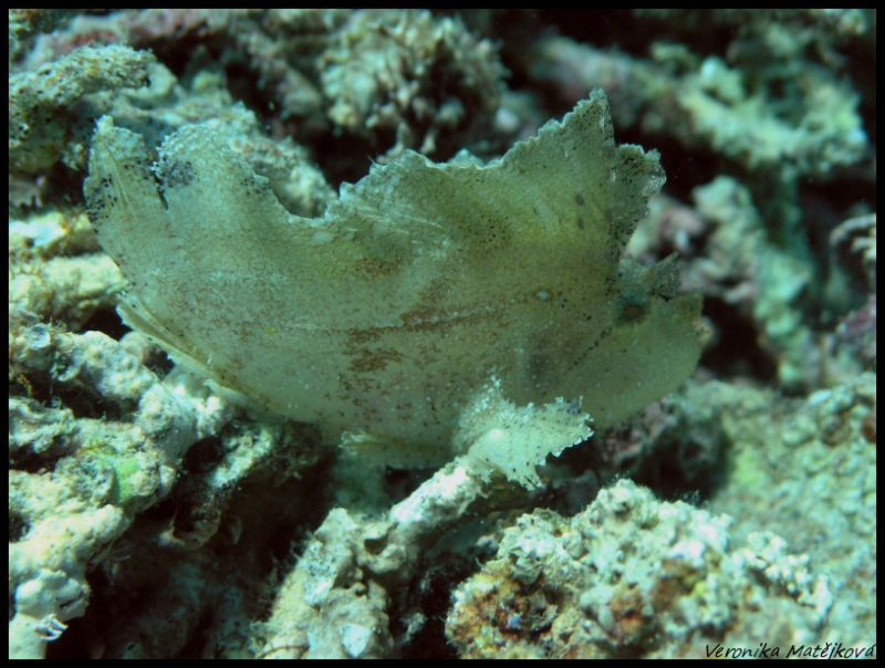 Stonefish by Veronika Matějková 