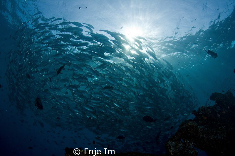 jacks near wreck by Enje Im 