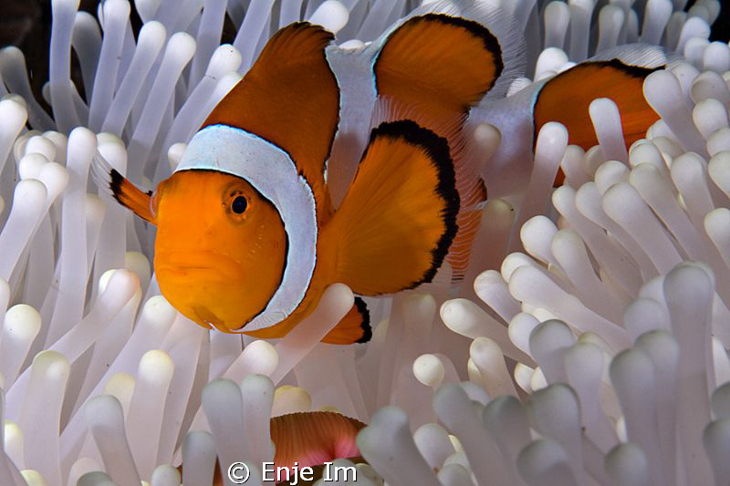 classic pose by Enje Im 