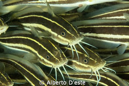 Catfish in Bunaken Park - SUlawesi by Alberto D'este 
