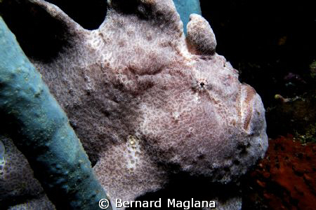 Mansud Wall,Talikud, Davao by Bernard Maglana 