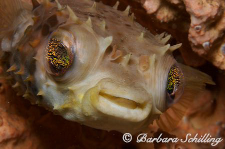 The cutest eyes! by Barbara Schilling 