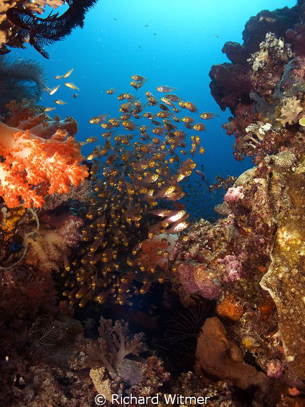 Soft coral and fish.  G9/DS160s/Wide Angle Lens. by Richard Witmer 