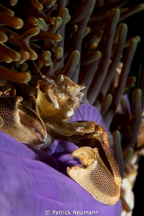 porcelan crab in the Mergui Archipel by Patrick Neumann 