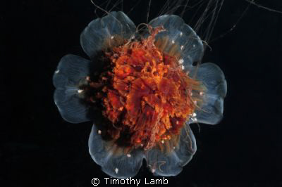 Sea Blubber in open water by Timothy Lamb 