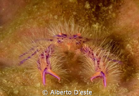 Nikon D70S - 105mm - DS160 strobo by Alberto D'este 
