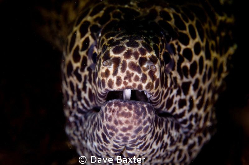 moray at Tulumben by Dave Baxter 
