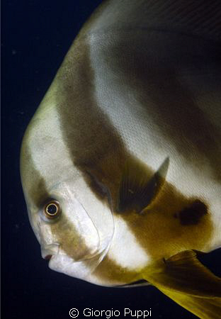 Platax (Bat-Fish) by Giorgio Puppi 