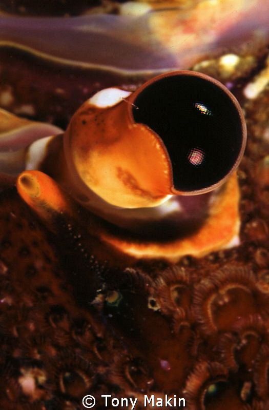 Composite eye of a West Coast rock lobster by Tony Makin 
