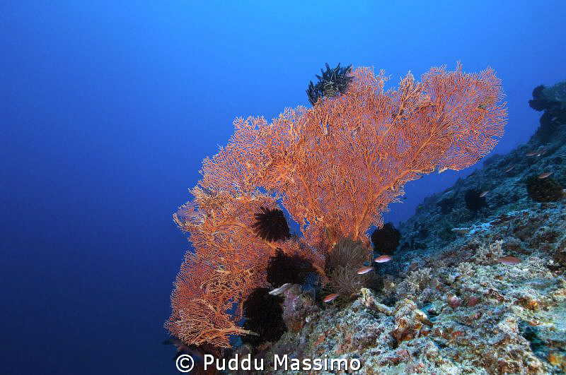 big gorgonia with nikon d2x 10,5 mm by Puddu Massimo 