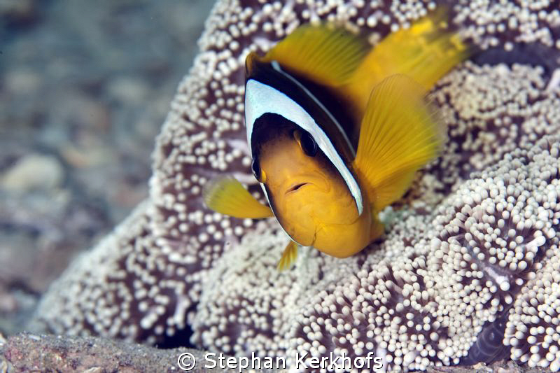 Clownfish taken with 180mm. by Stephan Kerkhofs 
