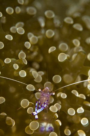 Periclimenes tosaensis- Canon 5D with macro 100mm by Miro Polensek 