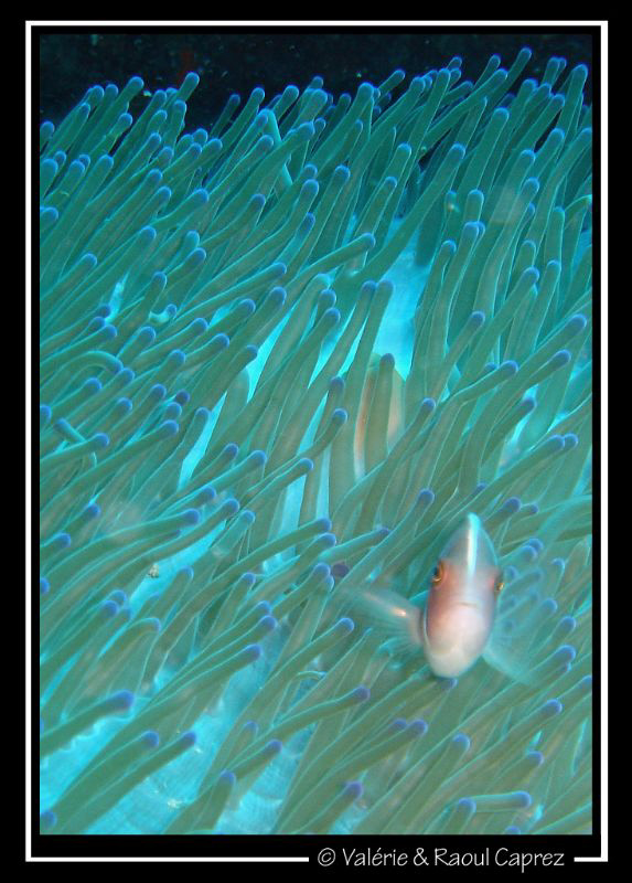 Picture taken with a Sony T33. by Raoul Caprez 