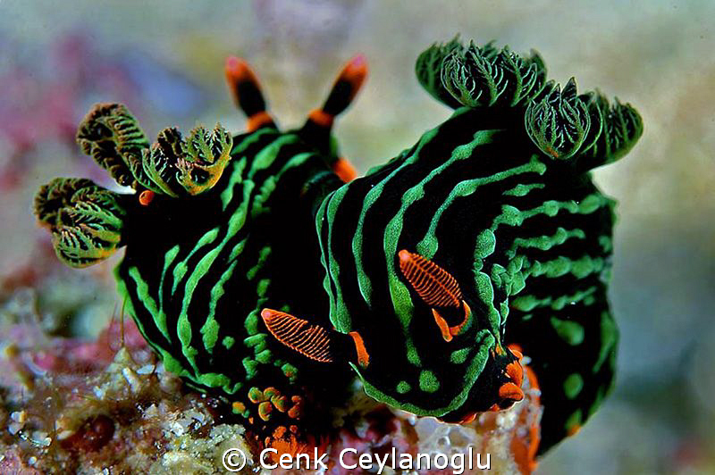 Couple of nudies by Cenk Ceylanoglu 