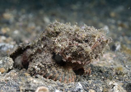 Raggy Scorpion fish. Lembeh straits. D200, 60mm. by Derek Haslam 