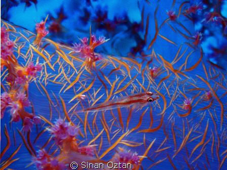 Landlord of soft coral by Sinan Oztan 