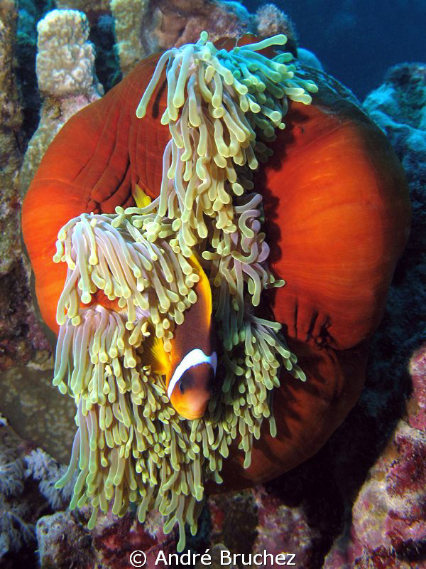 Poisson clown dans son anémone. by André Bruchez 