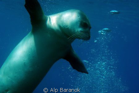 I LOVE YOU ALL!!! by Alp Baranok 