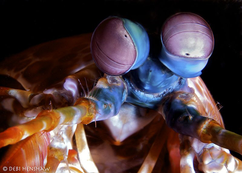 YEAH for Macro - I love it........ by Debi Henshaw 