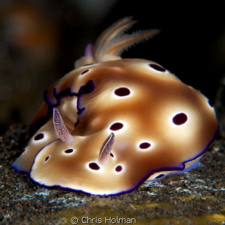 Nice Nudi
 by Chris Holman 