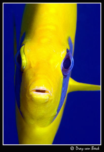 Masked butterflyfish by Dray Van Beeck 