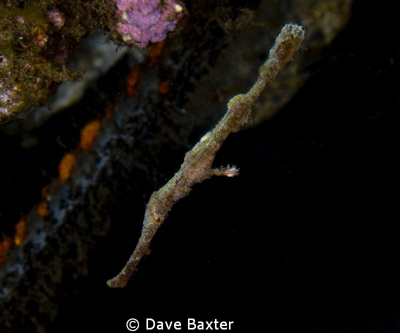 ghosty by Dave Baxter 