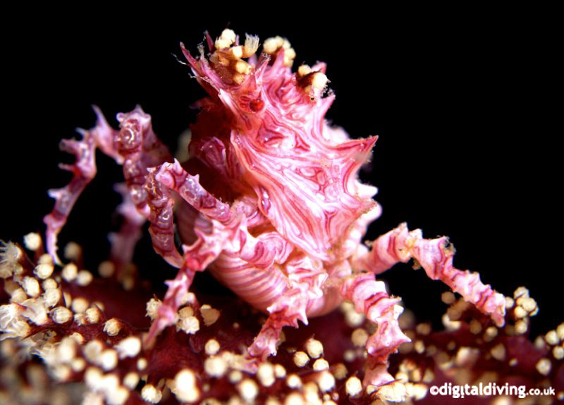 "Colour Co-ordinated" - Candy Crab taken with D200 and 10... by David Henshaw 