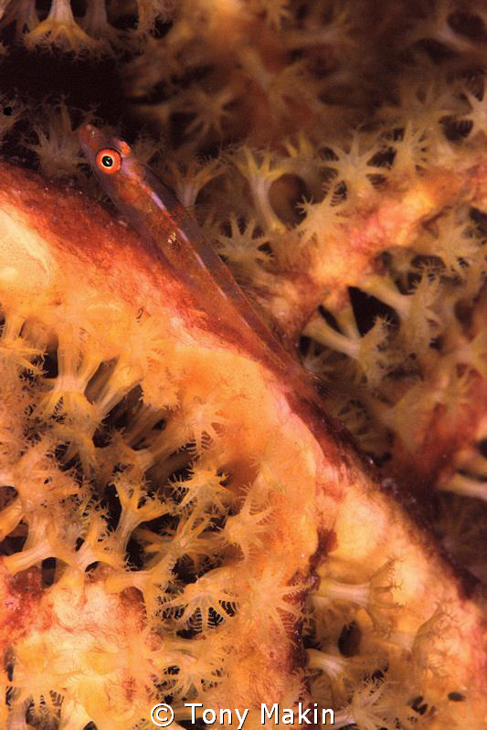 Soft coral goby by Tony Makin 