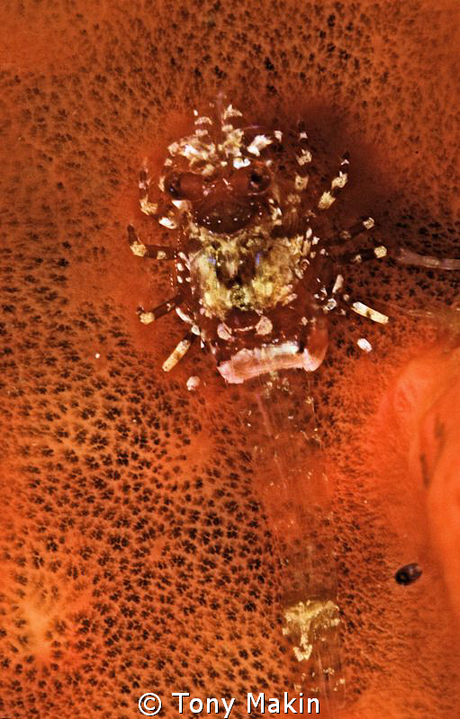 Larval stage of the West coast rock lobster by Tony Makin 