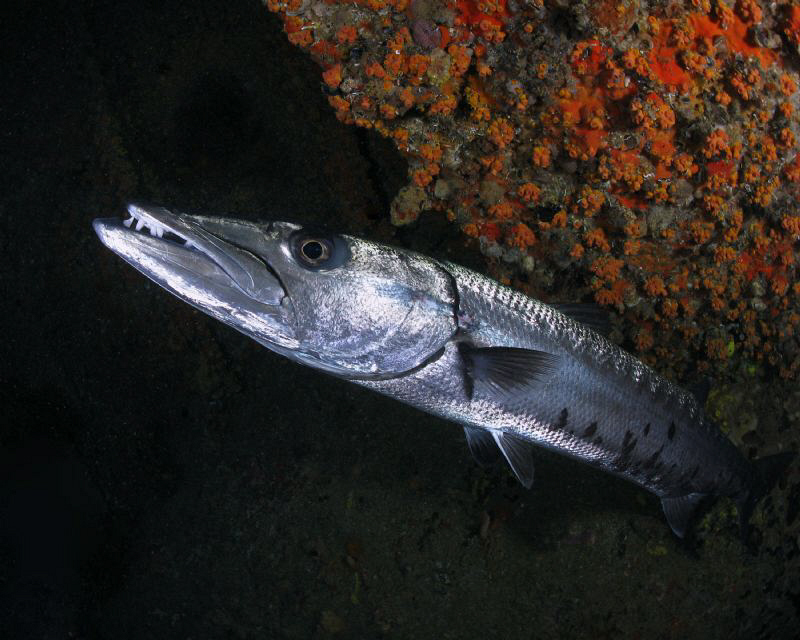 A Great Barracuda inside the wreck of the Chikuzen. by Juan Torres 
