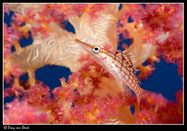 Longnose hawkfish (2) by Dray Van Beeck 