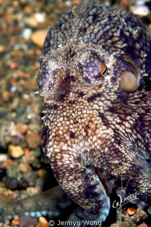 Octopus marginatus.  This creature is only about 4cm tall... by Jermyn Wong 