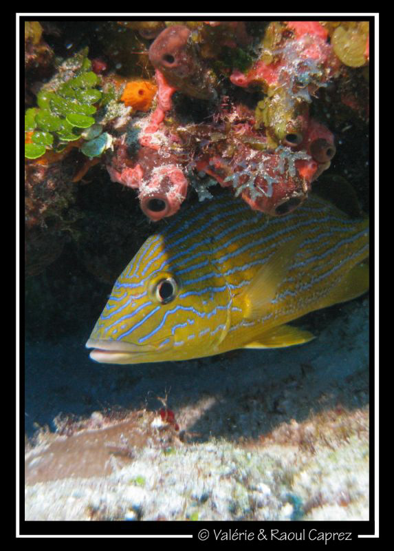 Picture taken with a Canon G9 in Cozumel. by Raoul Caprez 
