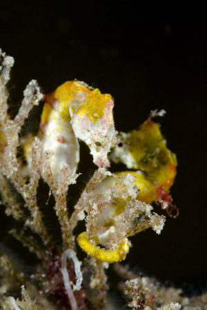 Hippocampus pontohi-Taken with Canon 5d, macro 100 and cl... by Miro Polensek 
