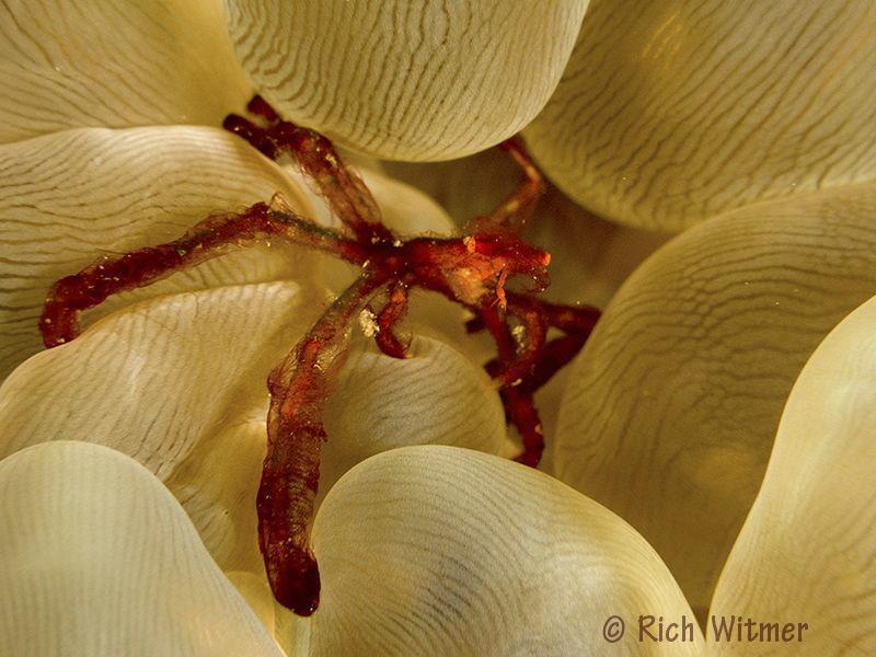 Orangutan Crab (Achaeus japonicus).  G9/Ikelite DS160s/St... by Richard Witmer 