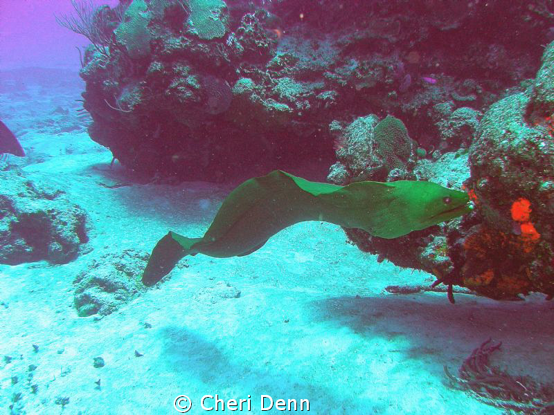 Free swimming moray eel by Cheri Denn 
