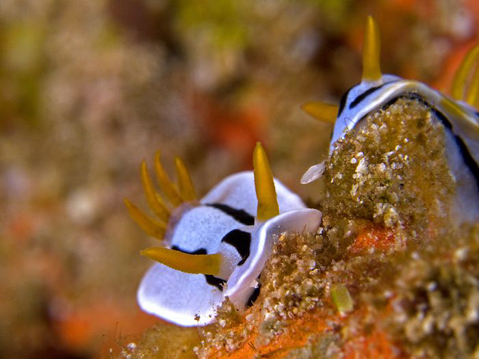 Nudibranchs. Menjangan Island, Bali by Doug Anderson 