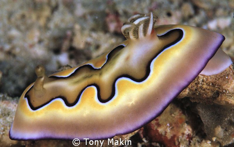Nudibrabranch Lembeh by Tony Makin 