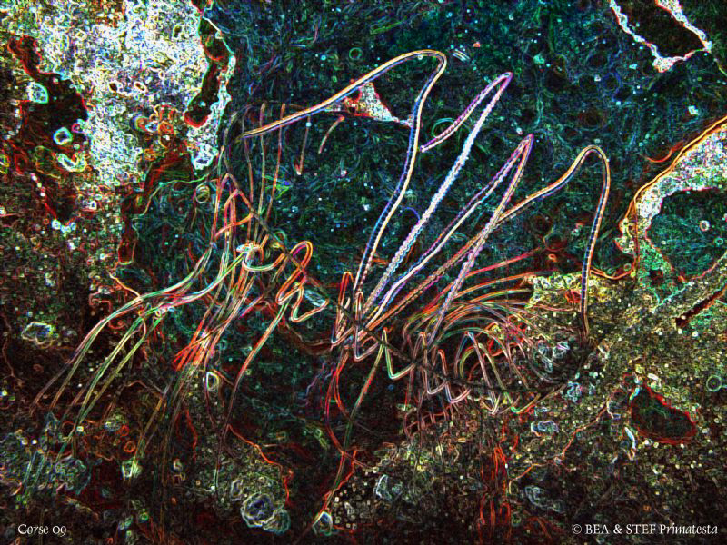 Jelly. Saint-Florent bay, Corsica. Canon G10. by Bea & Stef Primatesta 