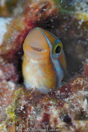 found in Lembeh; D200 by Thomas Lueken 