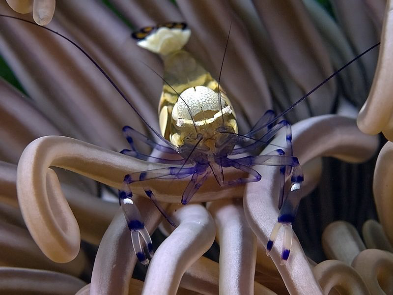 Shrimp. Tulamben, Indonesia by Doug Anderson 