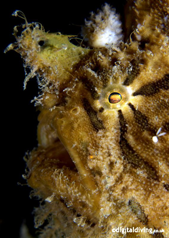 Portrait of a Striated Frogfish in Manado (with Playboy b... by David Henshaw 