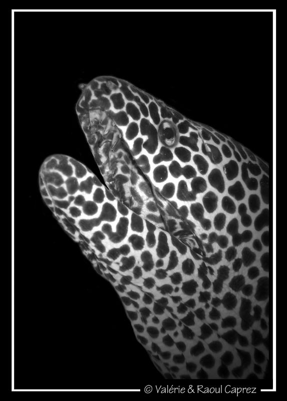 White spot in the dark. 
I accentuated the dark behind a... by Raoul Caprez 