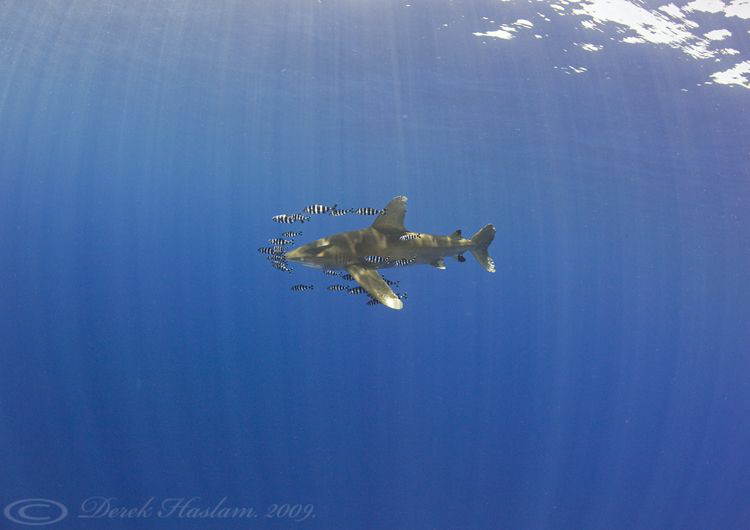 Oceanic whitetip shark. D3, 16mm. by Derek Haslam 