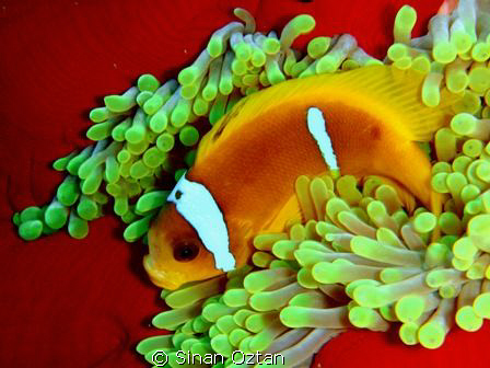 Anemone fish in its anemone. by Sinan Oztan 