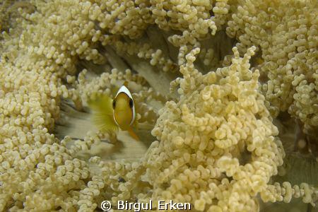 Anemone fish by Birgul Erken 