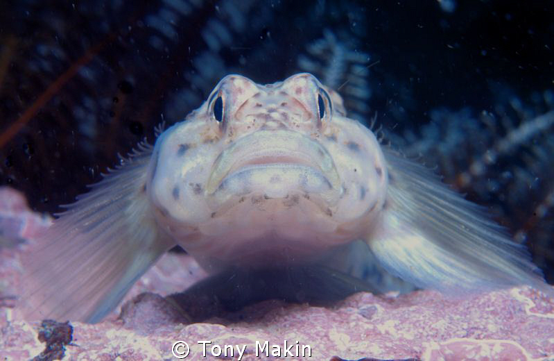 Barehead Goby by Tony Makin 